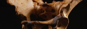 Pelvis Homo heidelbergensis (Medium)